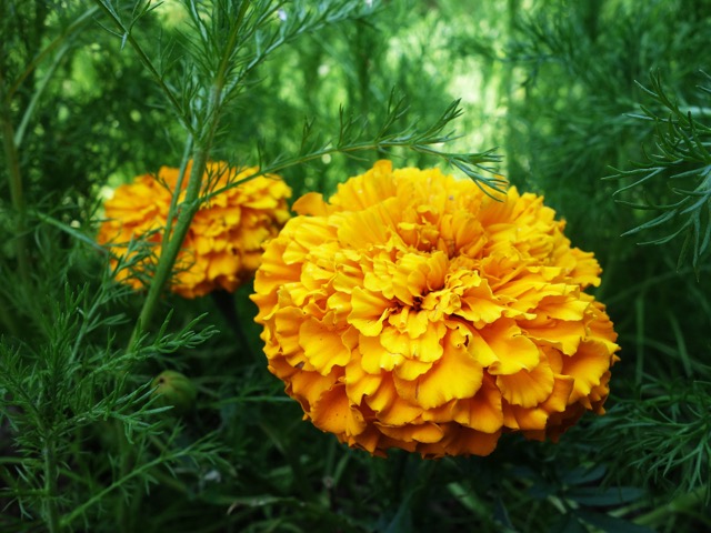 北山緑化植物園