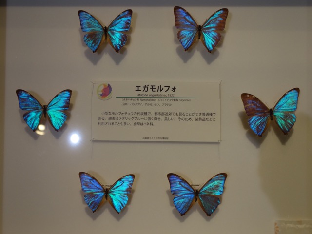 兵庫県立人と自然の博物館