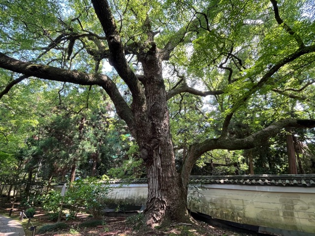 青蓮院
