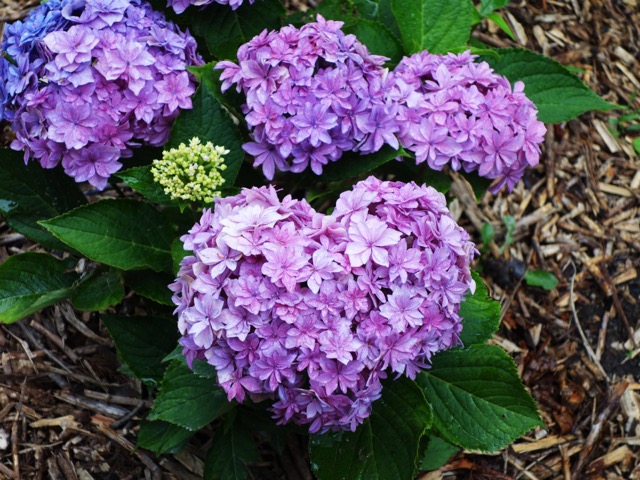 都麻乃郷あじさい園