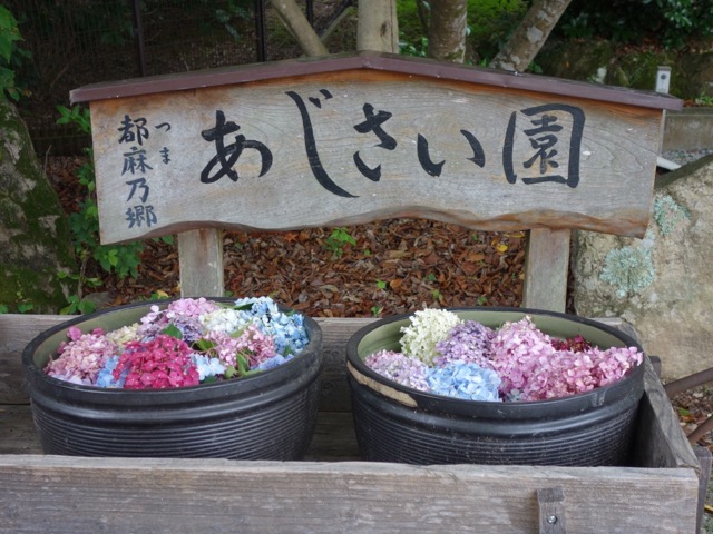都麻乃郷あじさい園