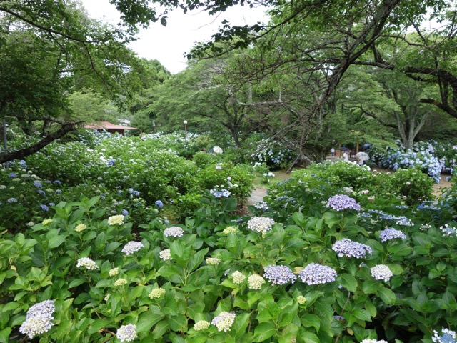 都麻乃郷あじさい園