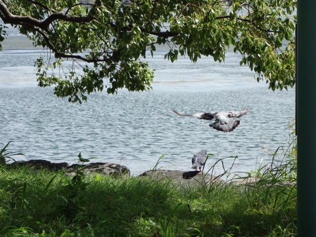 膳所城跡公園