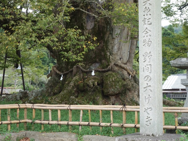野間の大ケヤキ