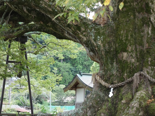野間の大ケヤキ