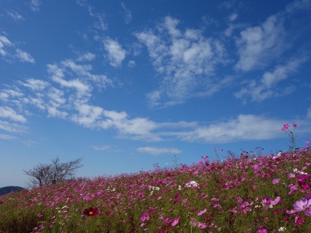 鷲ヶ峰コスモスパーク