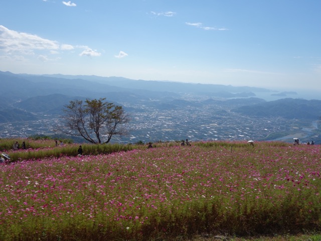 鷲ヶ峰コスモスパーク