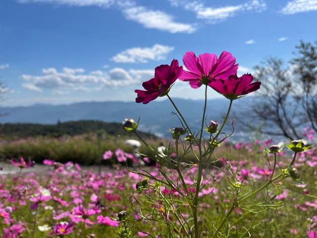 鷲ヶ峰コスモスパーク