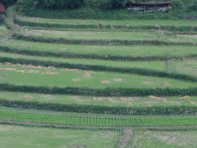 あらぎ島