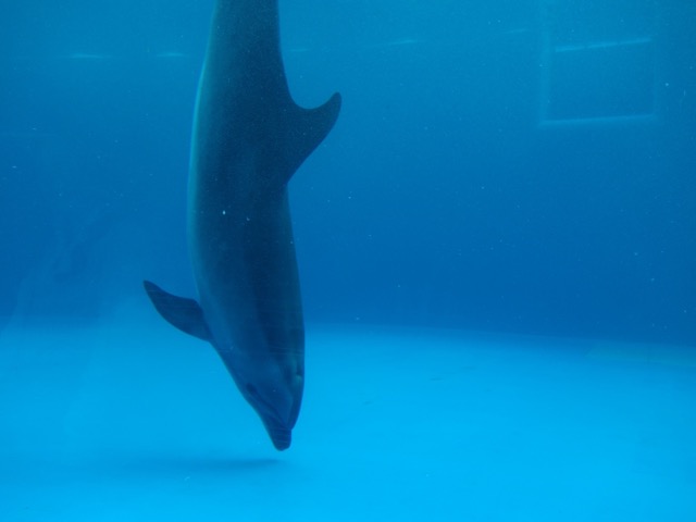神戸須磨シーワールド