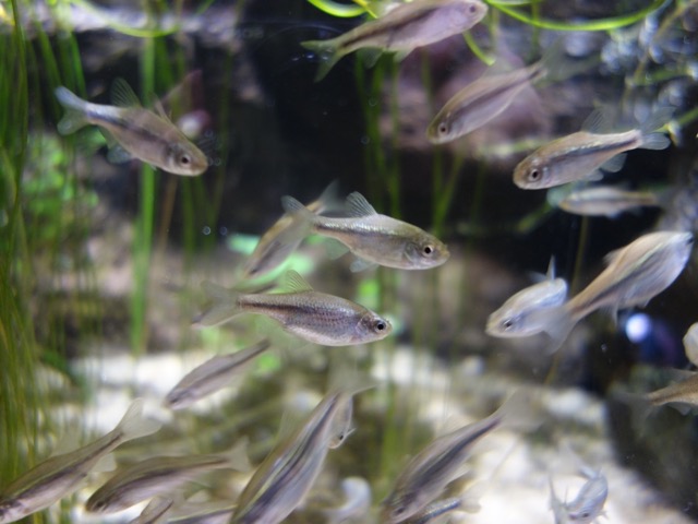 神戸須磨シーワールド
