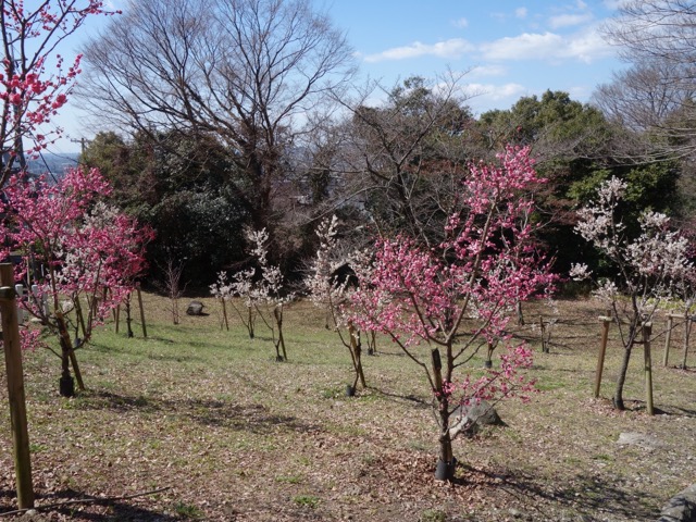 枚岡神社