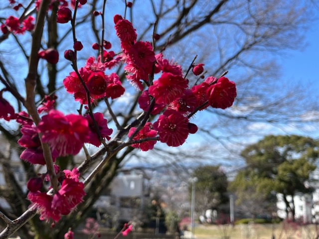 枚岡梅林