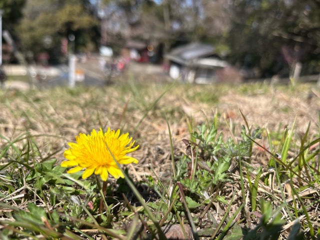 枚岡梅林