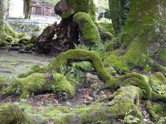 観世音寺