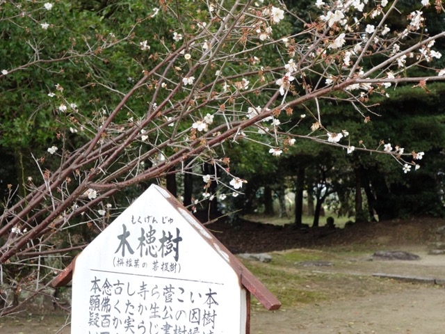 観世音寺