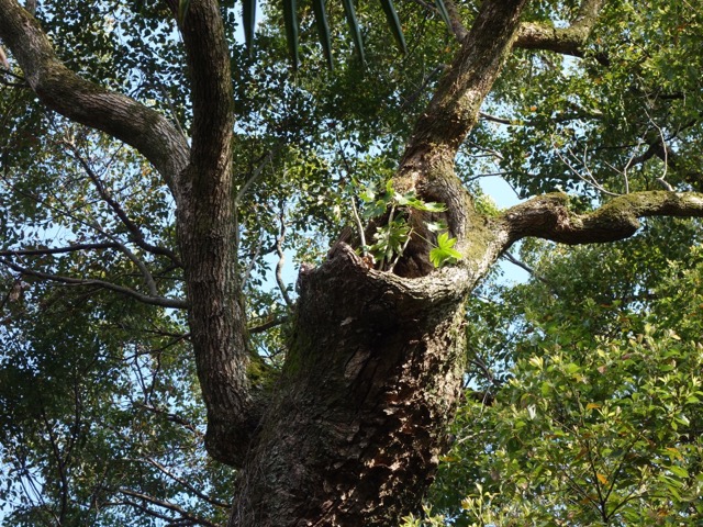 奈良豆比古神社