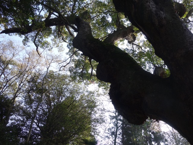 奈良豆比古神社