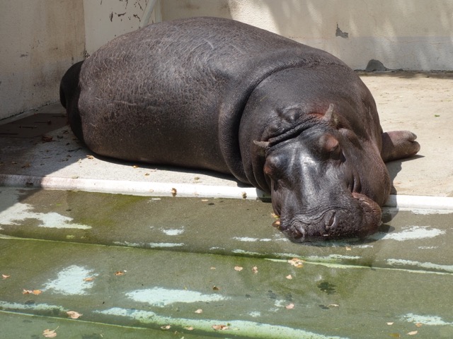 姫路市立動物園