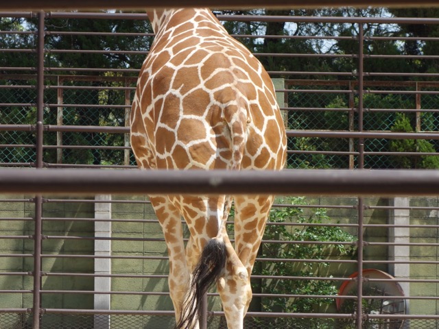 姫路市立動物園
