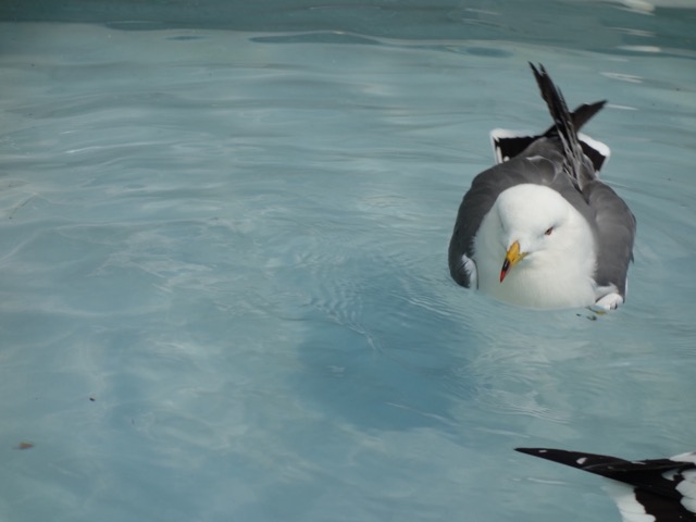姫路市立動物園