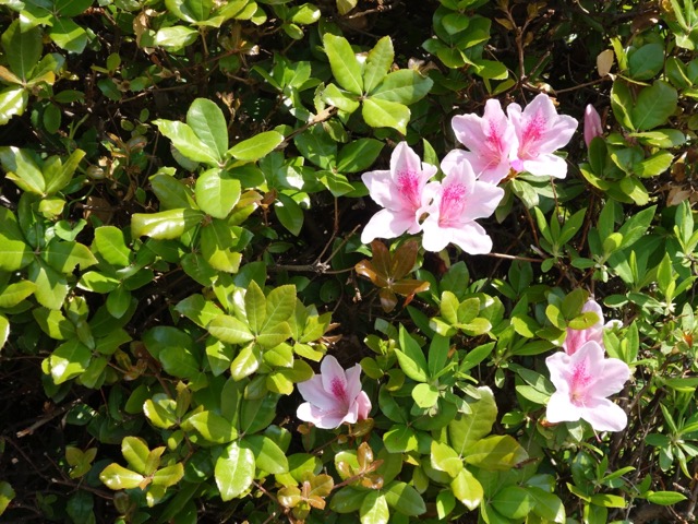 姫路市立美術館