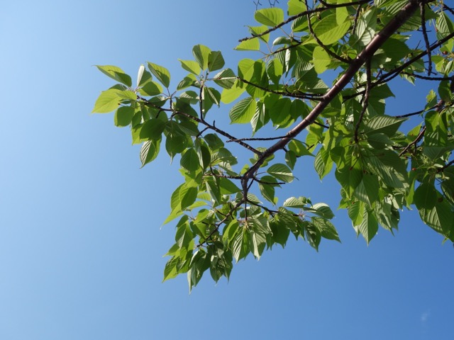 神戸空港島西緑地