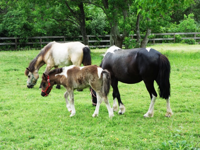 海の中道海浜公園