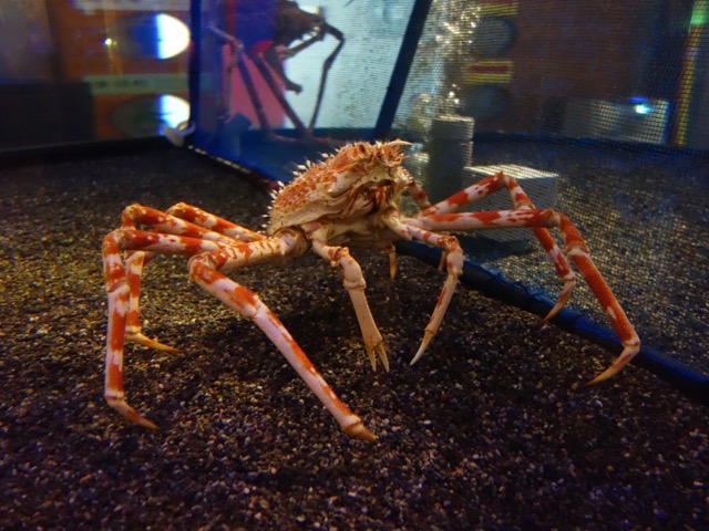 鳥取港海鮮市場かろいち