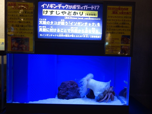 とっとり賀露かにっこ館