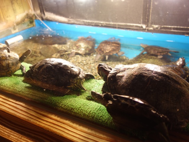 とっとり賀露かにっこ館