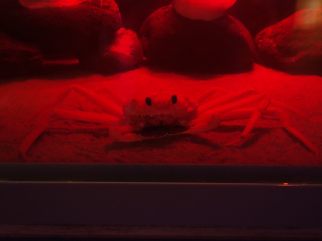 とっとり賀露かにっこ館