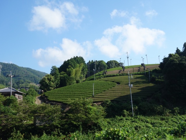 石寺の茶畑