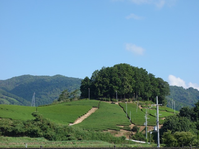 石寺の茶畑