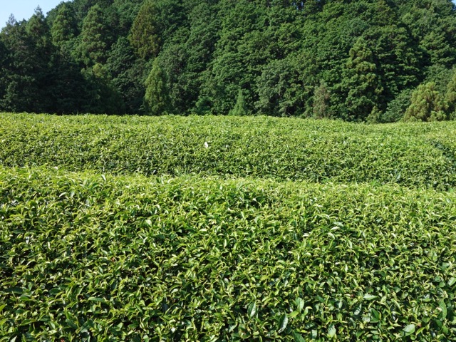 石寺の茶畑