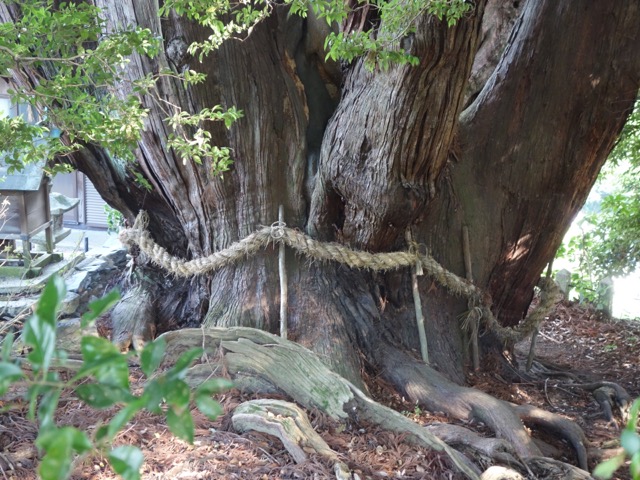 八坂の大杉