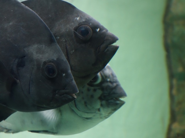 手柄山平和公園（手柄山中央公園）