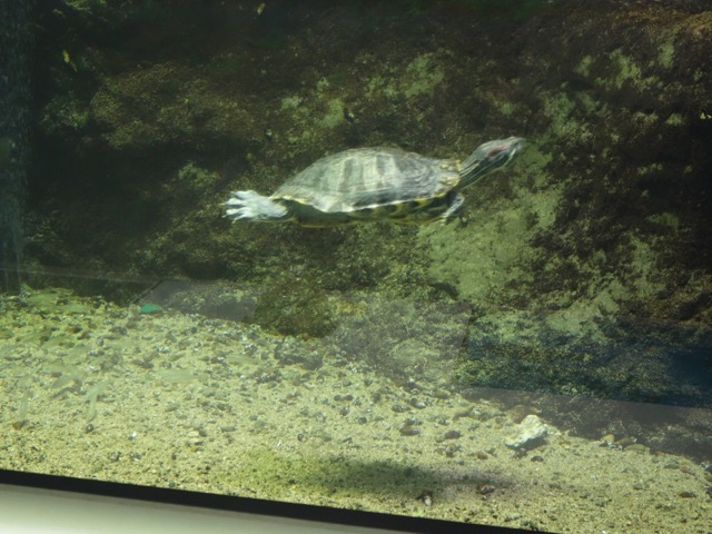 姫路市立水族館