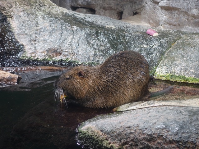 姫路市立水族館