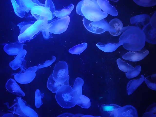 姫路市立水族館