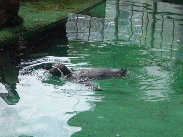姫路市立水族館