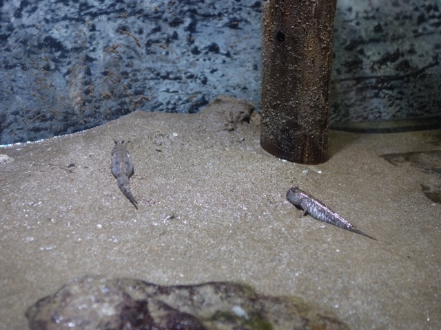 姫路市立水族館