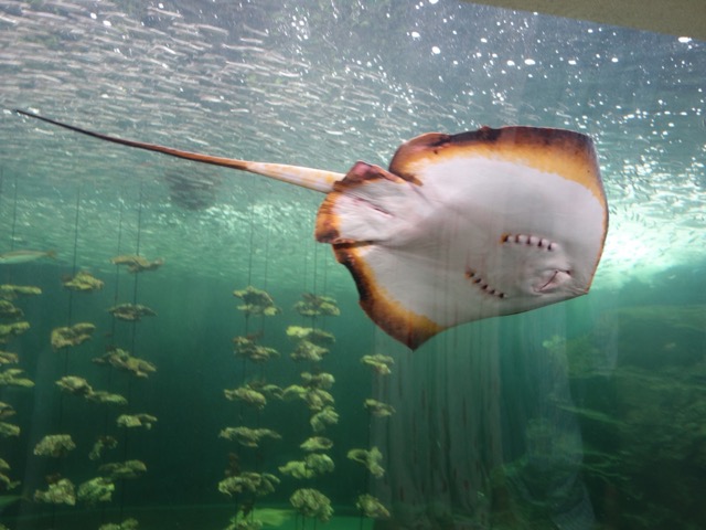 姫路市立水族館