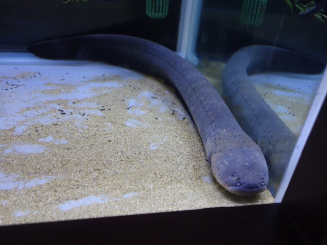 姫路市立水族館