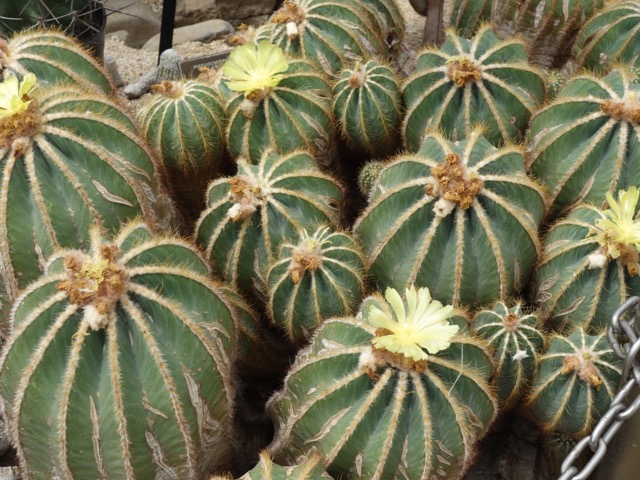 手柄山温室植物園