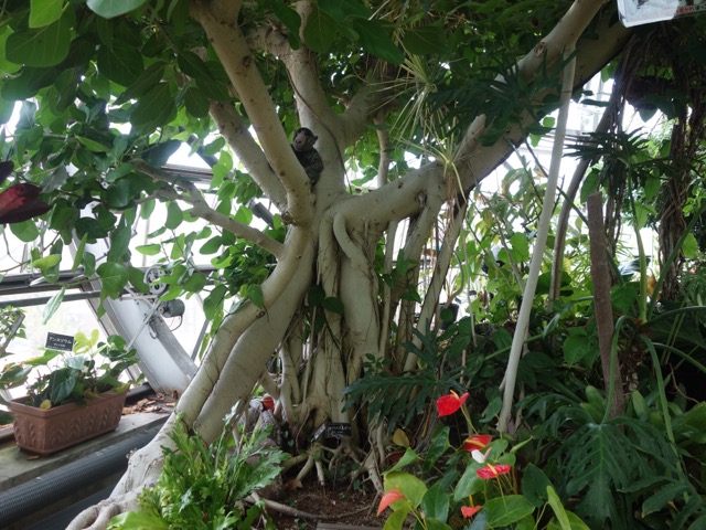 手柄山温室植物園