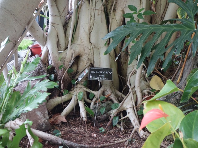 手柄山温室植物園