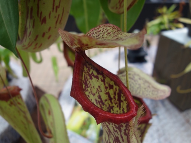 手柄山温室植物園