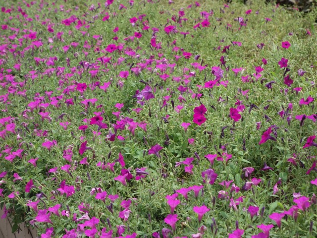手柄山温室植物園