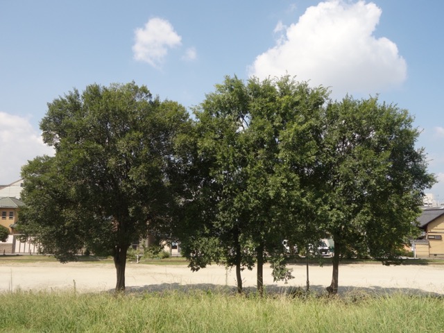 羅城門跡・西寺跡